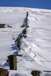 Snow Spine Art Prints