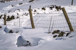 Snow Posts Art Prints