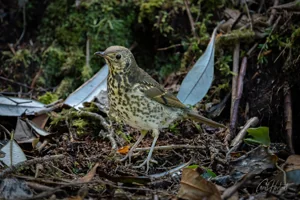Songthrush on Forest Floor Foamex Prints