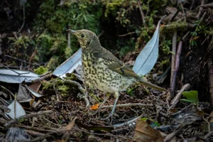 Songthrush in Autumn Leaves Foamex Prints