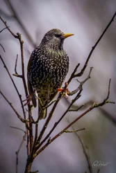 Starling Perch Foamex Prints