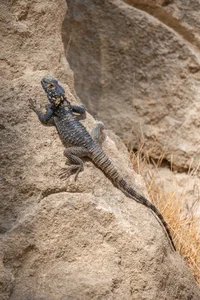 Starred Agama Metal Wall Art