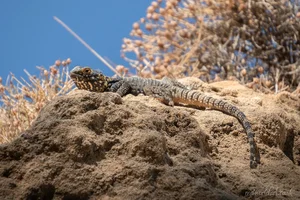 Rhodes Starred Agama Metal Wall Art