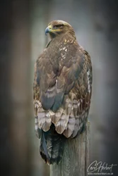 Steppe Eagle Wall Art Prints