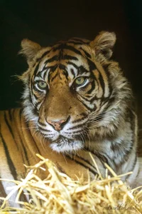 Beautiful Sumatran Tiger Framed Wall Art