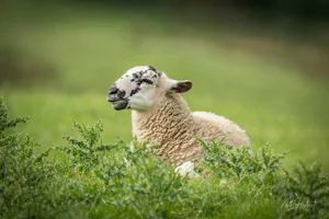 Swaledale Lamb Canvas Wall Art