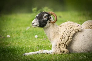 Swaledale Ram Canvas Wall Art