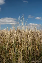 Wheat Wall Art Prints