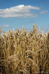 Summer Wheat Wall Art Prints