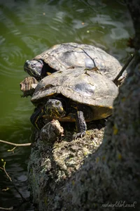 Yellow-Bellied Slider Turtles Framed Wall Art