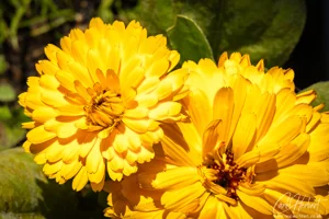 Yellow Marigold Flowers Art Prints