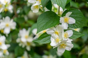 Apple Blossom Art Prints
