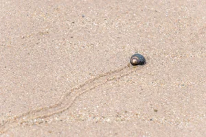 Sand Snail Wall Art Prints