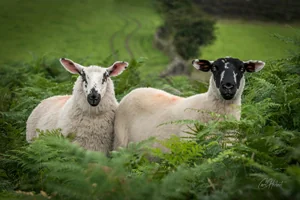 Beulah Sheep Canvas Wall Art