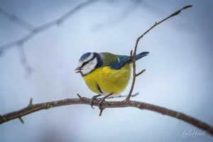 Singing Blue Tit Foamex Prints