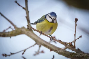 Perched Blue Tit Foamex Prints