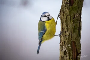 Winter Blue Tit Foamex Prints