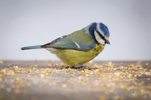 Snacking Blue Tit Foamex Prints