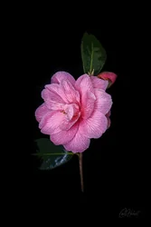 Camellia Pop Art Art Prints