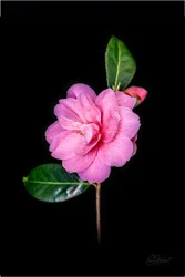 Camellia Art Prints