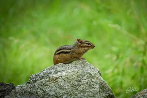 Striped Chipmunk Canvas Wall Art