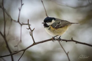Male Coal Tit Bird Foamex Prints
