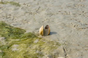 Cockleshell Beach Wall Art Prints