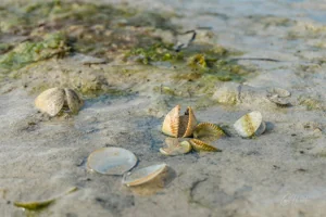 Cockles on Traigh Lar Beach Wall Art Prints