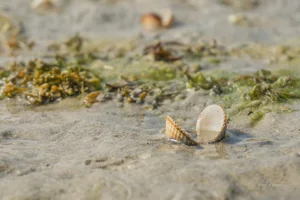 Cockle Beach Wall Art Prints