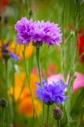 Pink & Blue Cornflowers Art Prints