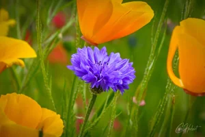 Cornflower Among California Poppies Art Prints