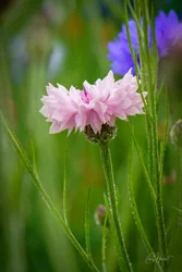 Light Pink Cornflower Art Prints