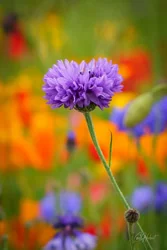 Purple Cornflower Art Prints