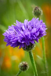 Violet Cornflower Art Prints