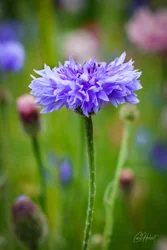 Lilac Cornflower Art Prints