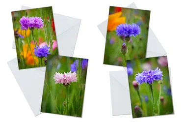Cornflowers Greeting Card Packs