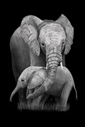 Mother and Baby Elephant Canvas Wall Art