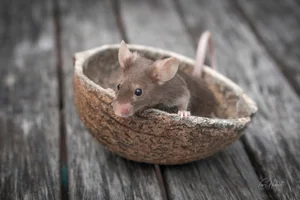Jerry the Mouse Canvas Wall Art