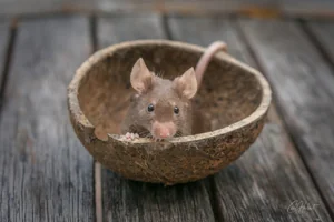 Coconut Fancy Mouse Canvas Wall Art