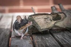 Inquisitive Fancy Mouse Canvas Wall Art