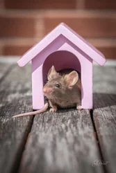 Jerrys Mouse House Canvas Wall Art
