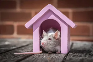 Milkshake the Fancy Mouse Canvas Wall Art