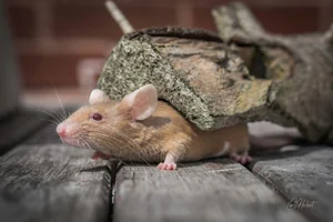 Fancy Mouse - Patch Canvas Wall Art