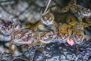 Frog Spawn Canvas Wall Art