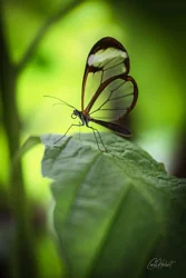 Glasswing Butterfly Canvas Wall Art