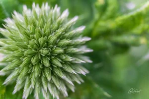 Globe Thistle Bud Wall Art Prints