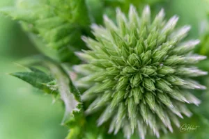Globe Thistle Wall Art Prints