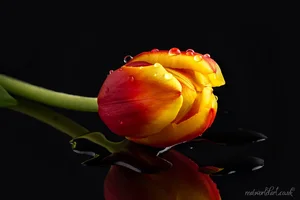 Golden Flame Tulip Reflection Wall Art Prints