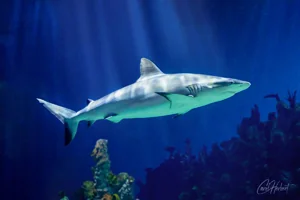 Grey Reef Shark Canvas Wall Art