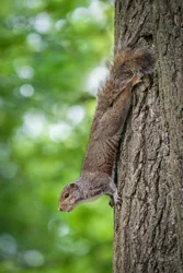Grey Squirrel Climbing Canvas Wall Art